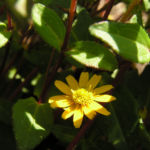 Husarenknopf Bluete gelb Sanvitalia procumbens 03