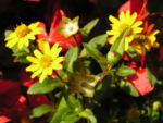Husarenknopf Bluete gelb Sanvitalia procumbens 04