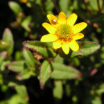 Husarenknopf Bluete gelb Sanvitalia procumbens 05