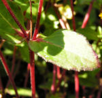 Husarenknopf Bluete gelb Sanvitalia procumbens 06