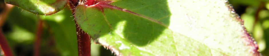 Anklicken um das ganze Bild zu sehen  Husarenknopf Blüte gelb - Sanvitalia procumbens
