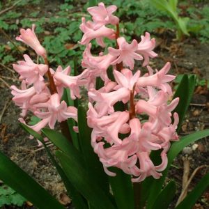 Hyazinthe lachs Hyacinthus 01