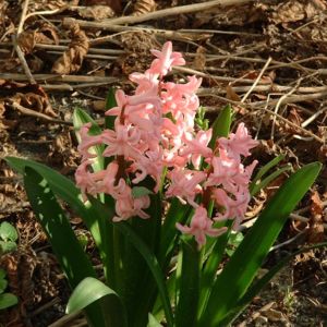 Hyazinthe lachs Hyacinthus 02