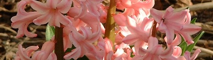Anklicken um das ganze Bild zu sehen  Hyazinthe Blüte lachs Hyacinthus orientalis