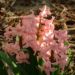 Zurück zum kompletten Bilderset Hyazinthe Blüte lachs Hyacinthus orientalis