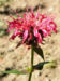 Zurück zum kompletten Bilderset Indianernessel Goldmelisse Blüte rot - Monarda fistulosa