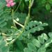 Zurück zum kompletten Bilderset Indigostrauch Blüte rose Indigofera