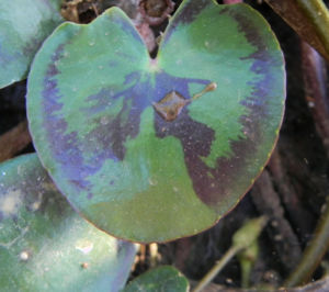 Indische Seekanne Blatt gruen Nymphoides indica 06