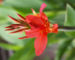 Zurück zum kompletten Bilderset Indisches Blumenrohr Blüte rot - Canna x generalis