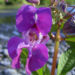 Zurück zum kompletten Bilderset Indisches Springkraut Blüte rosa Impatiens glandulifera