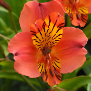 Inkalilie Peruanische Lilie Bluete rot orange Alstroemeria aurantiaca 01