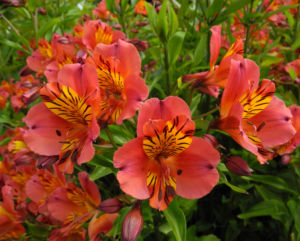 Inkalilie Peruanische Lilie Bluete rot orange Alstroemeria aurantiaca 07