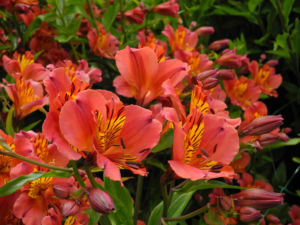 Inkalilie Peruanische Lilie Bluete rot orange Alstroemeria aurantiaca 08