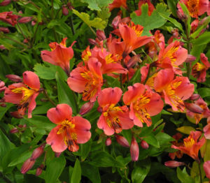 Inkalilie Peruanische Lilie Bluete rot orange Alstroemeria aurantiaca 09