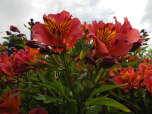 Inkalilie Peruanische Lilie Bluete rot orange Alstroemeria aurantiaca 10