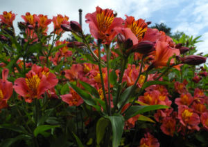 Inkalilie Peruanische Lilie Bluete rot orange Alstroemeria aurantiaca 11