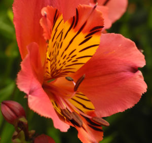 Inkalilie Peruanische Lilie Bluete rot orange Alstroemeria aurantiaca 14