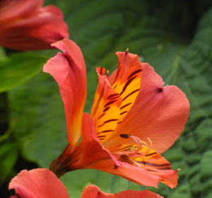 Inkalilie Peruanische Lilie Bluete rot orange Alstroemeria aurantiaca 15