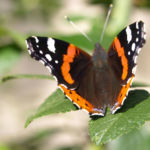 Insekt Schmetterling Admiral Falter Vanessa atalanta 01