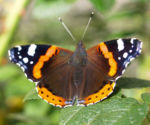 Insekt Schmetterling Admiral Falter Vanessa atalanta 02