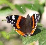 Insekt Schmetterling Admiral Falter Vanessa atalanta 03