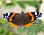 Insekt Schmetterling Admiral Falter Vanessa atalanta 04