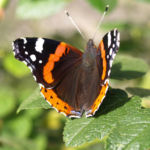 Insekt Schmetterling Admiral Falter Vanessa atalanta 05