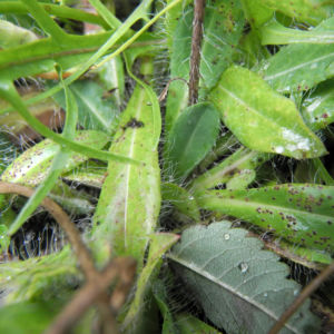 Islaendisches Habichtskraut Blatt Rosette gruen Pilosella islandica 08