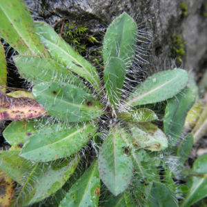 Islaendisches Habichtskraut Blatt Rosette gruen Pilosella islandica 080 2