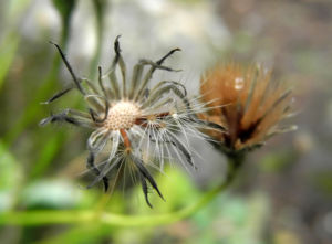 Islaendisches Habichtskraut Samen grau braun Pilosella islandica 08
