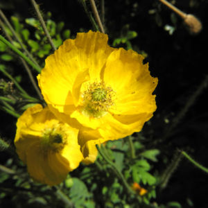 Islandmohn Bluete gelb Papaver nudicaule 03