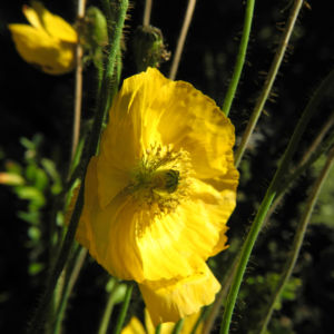 Islandmohn Bluete gelb Papaver nudicaule 05