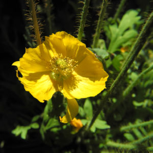 Islandmohn Bluete gelb Papaver nudicaule 11