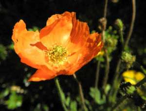 Islandmohn Bluete orange Papaver nudicaule 01