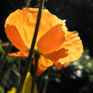 Islandmohn Bluete orange Papaver nudicaule 05