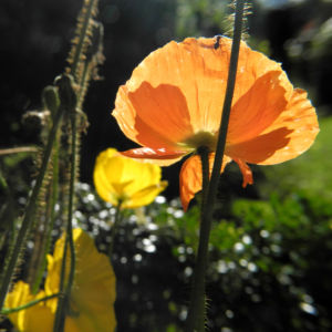 Islandmohn Bluete orange Papaver nudicaule 06