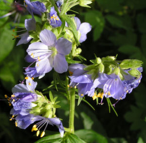 Jacobsleiter Himmelsleiter Bluete hellblau Polemonium caeruleum 01