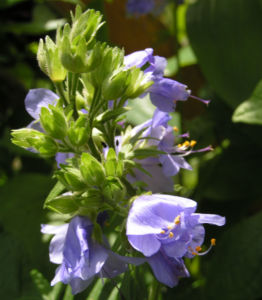 Jacobsleiter Himmelsleiter Bluete hellblau Polemonium caeruleum 02