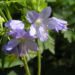 Zurück zum kompletten Bilderset Jacobsleiter Himmelsleiter Blüte hellblau Polemonium caeruleum
