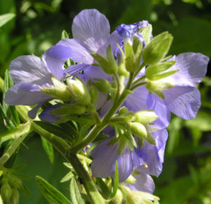 Jacobsleiter Himmelsleiter Bluete hellblau Polemonium caeruleum 04