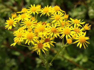 Jakobs Greiskraut Bluete gelb Senecio jacibaea 02