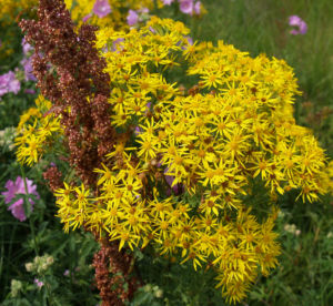 Jakobs Greiskraut Bluete gelb Senecio jacibaea 05