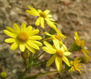 Jakobs Greiskraut Bluete gelb Senecio jacobaea 05