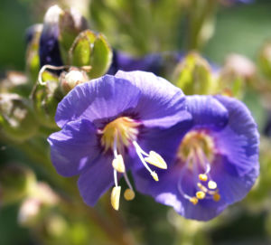 Jakobsleiter Himmelsleiter Sperrkraut Bluete blau Polemonium caeruleum 01