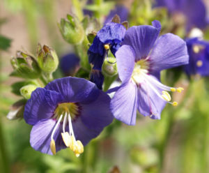 Jakobsleiter Himmelsleiter Sperrkraut Bluete blau Polemonium caeruleum 03