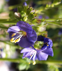 Jakobsleiter Himmelsleiter Sperrkraut Bluete blau Polemonium caeruleum 04