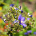 Zurück zum kompletten Bilderset Jakobsleiter Himmelsleiter Sperrkraut Blüte blau Polemonium caeruleum