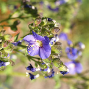 Jakobsleiter Himmelsleiter Sperrkraut Bluete blau Polemonium caeruleum 07