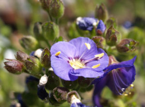 Jakobsleiter Himmelsleiter Sperrkraut Bluete blau Polemonium caeruleum 08