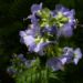 Zurück zum kompletten Bilderset Jakobsleiter Blüte hellblau Polemonium caeruleum